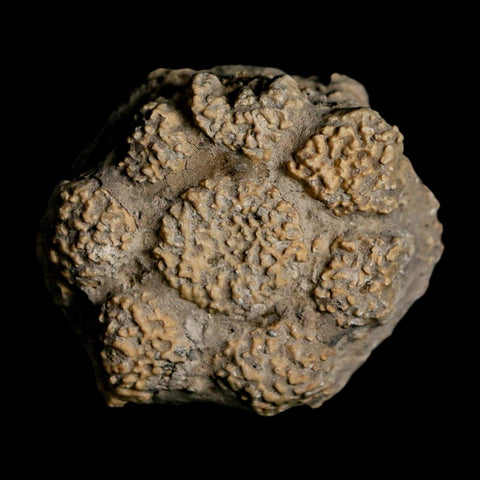 2" Glyptodon Fossil Osteoderm Scute Plate Bony Armor Pleistocene Uruguay COA