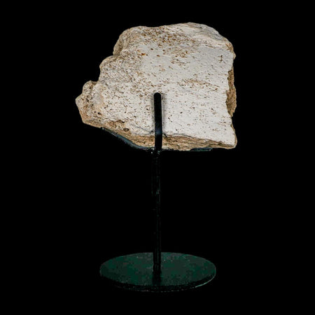 4.1" Columbian Mammoth Mammuthus Columbi Fossil Jaw Section Pleistocene Age TX