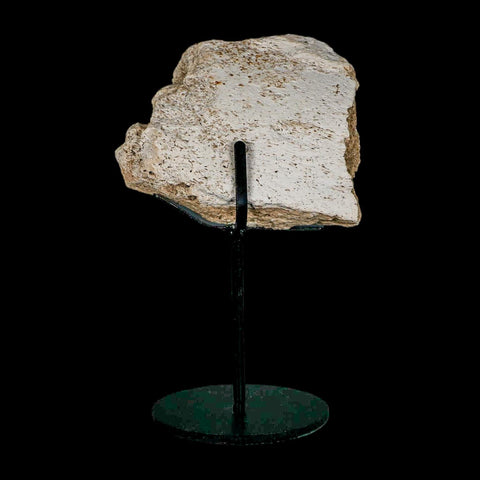 4.1" Columbian Mammoth Mammuthus Columbi Fossil Jaw Section Pleistocene Age TX - Fossil Age Minerals