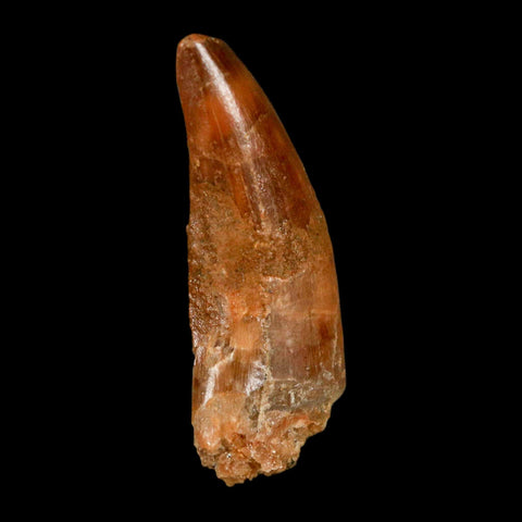 1.3" Carcharodontosaurus Fossil Tooth Cretaceous Dinosaur Morocco COA, Display - Fossil Age Minerals