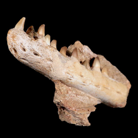 6.7" Halisaurus Mosasaur Fossil Jaw Section Teeth Cretaceous Dinosaur Era Tooth COA - Fossil Age Minerals