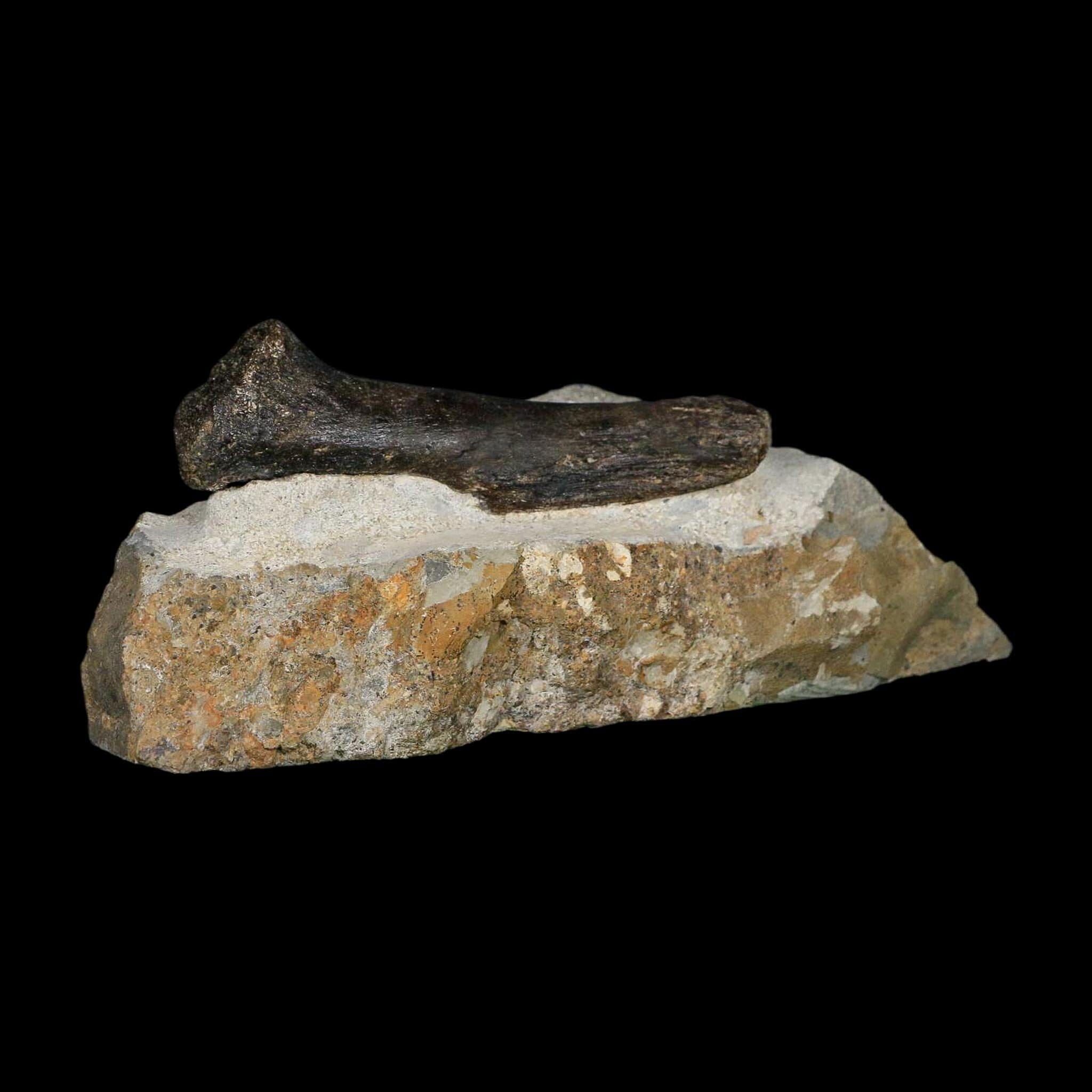 3.9" Hypacrosaurus Dinosaur Fossil Vertebrae Process Two Medicine FM Montana COA - Fossil Age Minerals