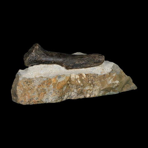 3.9" Hypacrosaurus Dinosaur Fossil Vertebrae Process Two Medicine FM Montana COA