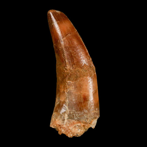 1.3" Carcharodontosaurus Fossil Tooth Cretaceous Dinosaur Morocco COA, Display - Fossil Age Minerals