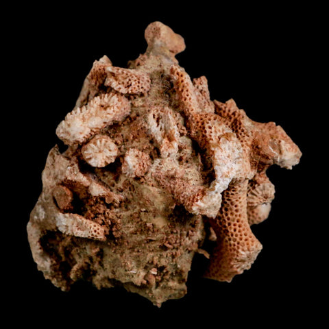 3.3" Thamnopora SP Coral Fossil Coral Reef Devonian Age Verde Valley, Arizona - Fossil Age Minerals
