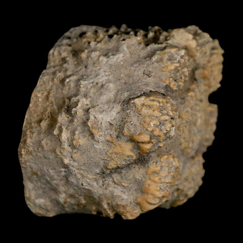 2" Glyptodon Fossil Osteoderm Scute Plate Bony Armor Pleistocene Uruguay COA