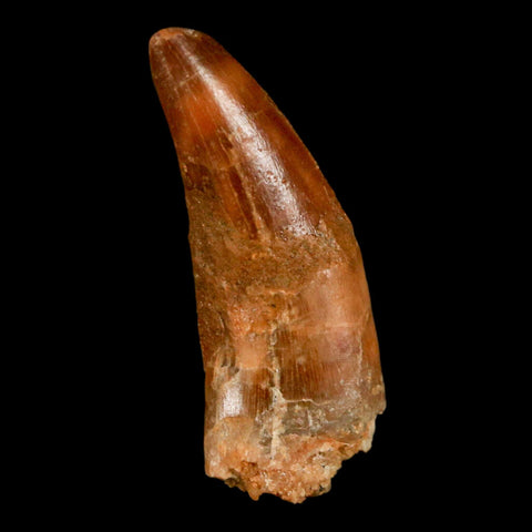 1.3" Carcharodontosaurus Fossil Tooth Cretaceous Dinosaur Morocco COA, Display - Fossil Age Minerals