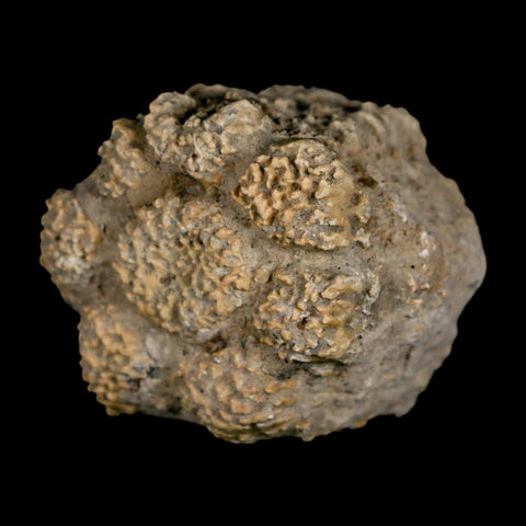 2" Glyptodon Fossil Osteoderm Scute Plate Bony Armor Pleistocene Uruguay COA