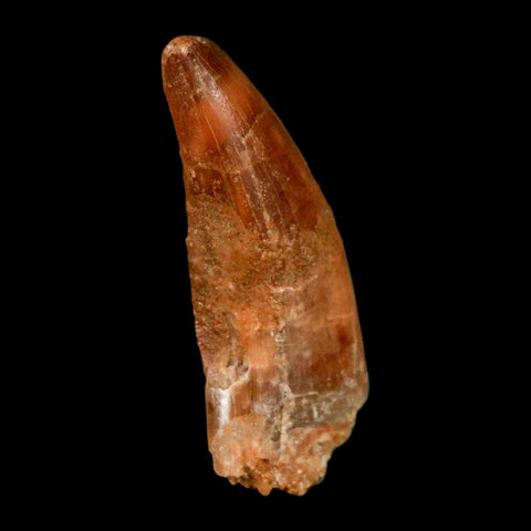 1.3" Carcharodontosaurus Fossil Tooth Cretaceous Dinosaur Morocco COA, Display - Fossil Age Minerals