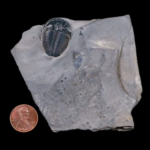 1.1" Elrathia Kingi Trilobite Fossil In Matrix House Range Utah Cambrian Age COA - Fossil Age Minerals