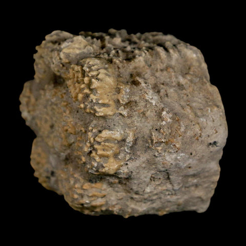 2" Glyptodon Fossil Osteoderm Scute Plate Bony Armor Pleistocene Uruguay COA