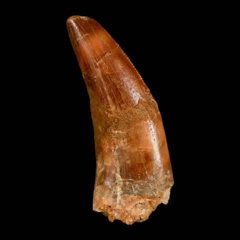 1.3" Carcharodontosaurus Fossil Tooth Cretaceous Dinosaur Morocco COA, Display - Fossil Age Minerals