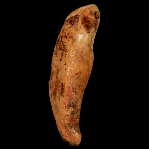 2.3" Extinct Cave Bear Ursus Spelaeus Incisor Tooth Rooted Pleistocene Age COA, Stand - Fossil Age Minerals