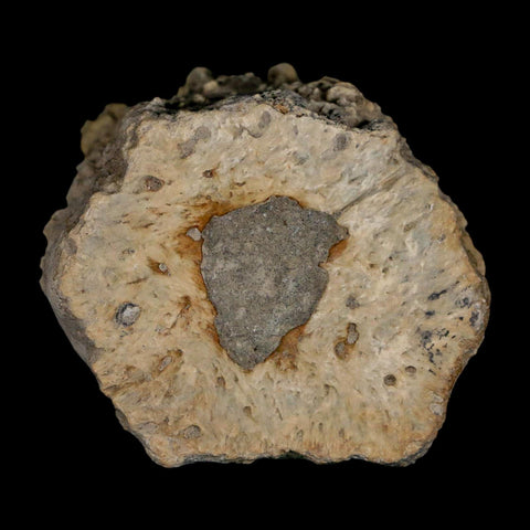 2" Glyptodon Fossil Osteoderm Scute Plate Bony Armor Pleistocene Uruguay COA