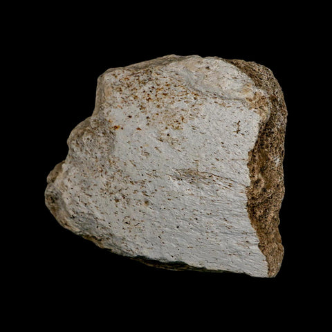 4.1" Columbian Mammoth Mammuthus Columbi Fossil Jaw Section Pleistocene Age TX - Fossil Age Minerals