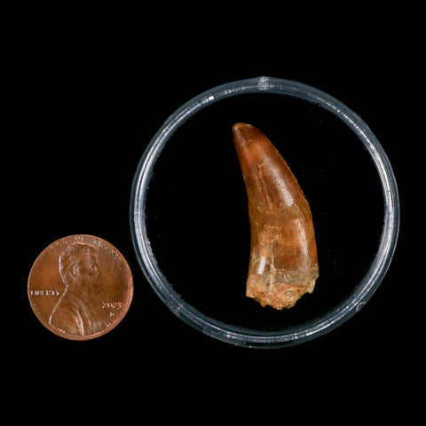 1.3" Carcharodontosaurus Fossil Tooth Cretaceous Dinosaur Morocco COA, Display - Fossil Age Minerals