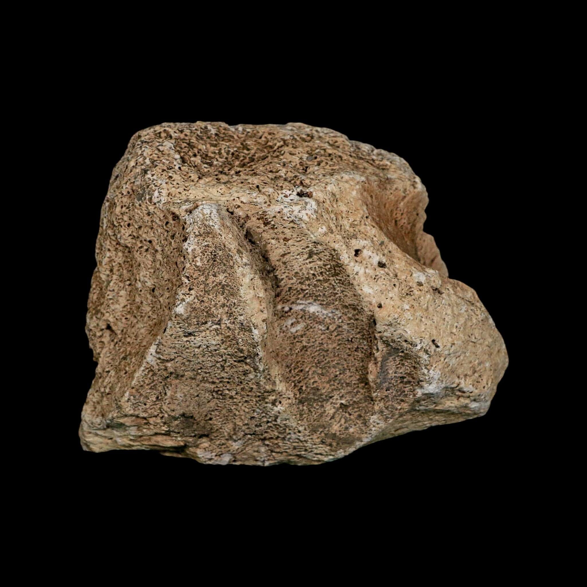 4.1" Columbian Mammoth Mammuthus Columbi Fossil Jaw Section Pleistocene Age TX - Fossil Age Minerals