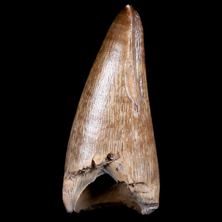 1.4" Tyrannosaur Fossil Premax Tooth Cretaceous Dinosaur Judith River FM MT COA