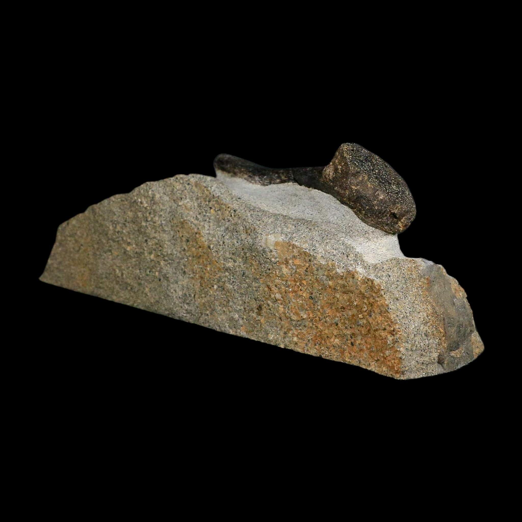 3.9" Hypacrosaurus Dinosaur Fossil Vertebrae Process Two Medicine FM Montana COA - Fossil Age Minerals