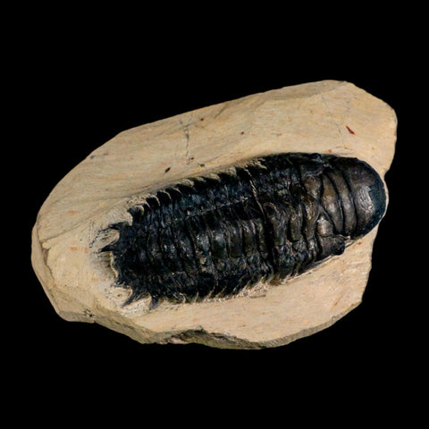 3.2" Crotalocephalus Gibbus Trilobite Fossil Morocco Devonian Age 400 Mil Yrs Old COA - Fossil Age Minerals