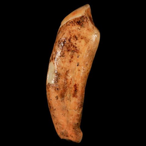 2.3" Extinct Cave Bear Ursus Spelaeus Incisor Tooth Rooted Pleistocene Age COA, Stand - Fossil Age Minerals