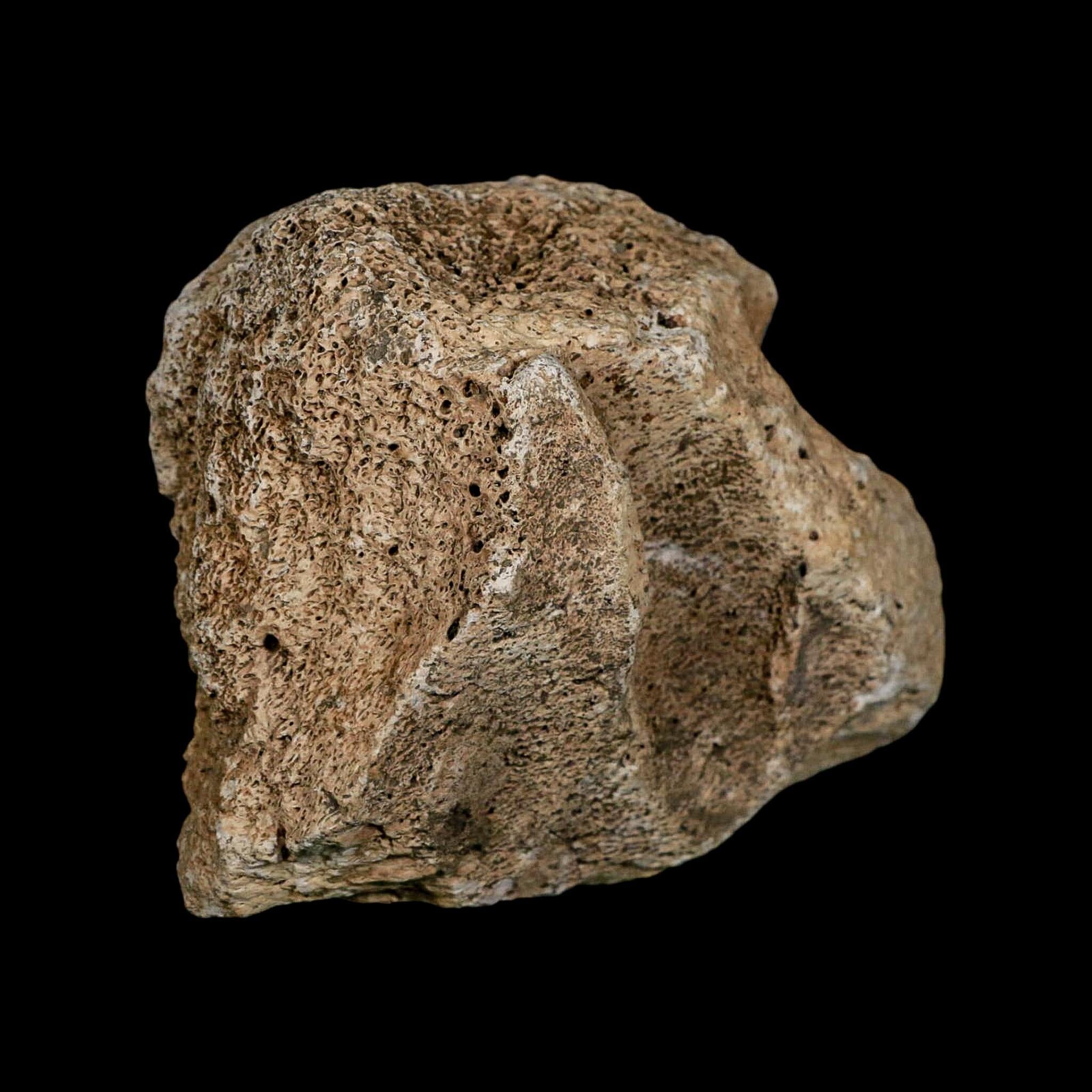 4.1" Columbian Mammoth Mammuthus Columbi Fossil Jaw Section Pleistocene Age TX - Fossil Age Minerals