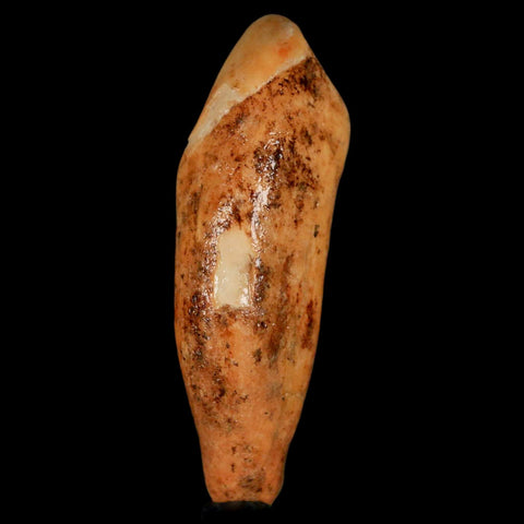 2.3" Extinct Cave Bear Ursus Spelaeus Incisor Tooth Rooted Pleistocene Age COA, Stand - Fossil Age Minerals