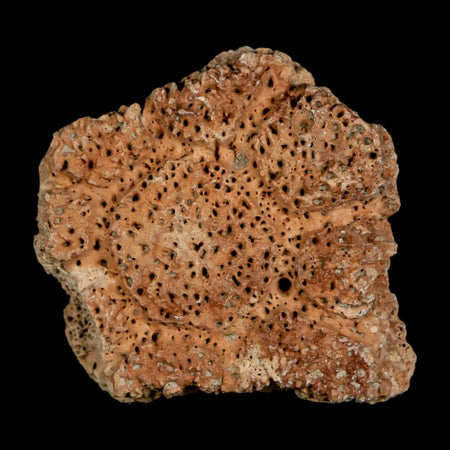 2" Glyptodon Fossil Osteoderm Scute Plate Bony Armor Pleistocene Uruguay COA