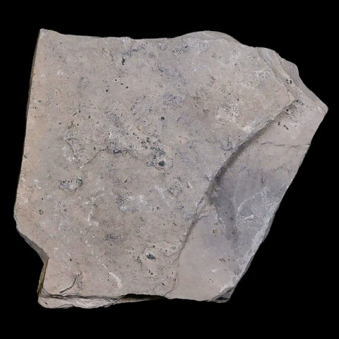1.1" Elrathia Kingi Trilobite Fossil In Matrix House Range Utah Cambrian Age COA - Fossil Age Minerals