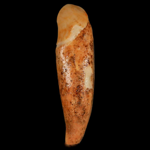 2.3" Extinct Cave Bear Ursus Spelaeus Incisor Tooth Rooted Pleistocene Age COA, Stand - Fossil Age Minerals