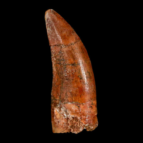 1.3" Carcharodontosaurus Fossil Tooth Cretaceous Dinosaur Morocco COA, Display - Fossil Age Minerals