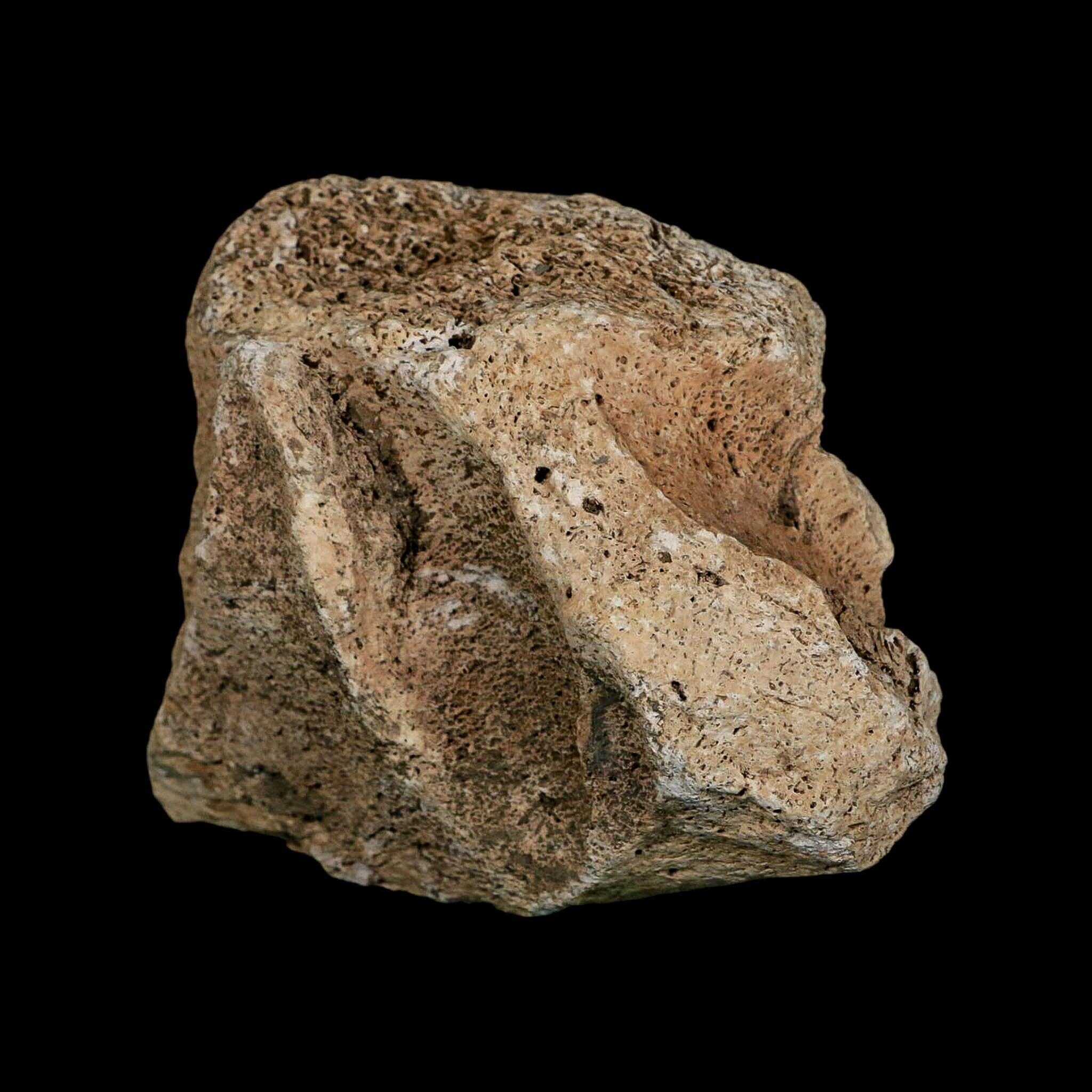 4.1" Columbian Mammoth Mammuthus Columbi Fossil Jaw Section Pleistocene Age TX - Fossil Age Minerals