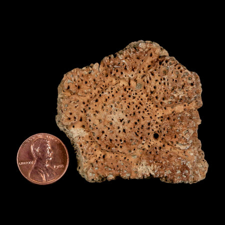 2" Glyptodon Fossil Osteoderm Scute Plate Bony Armor Pleistocene Uruguay COA