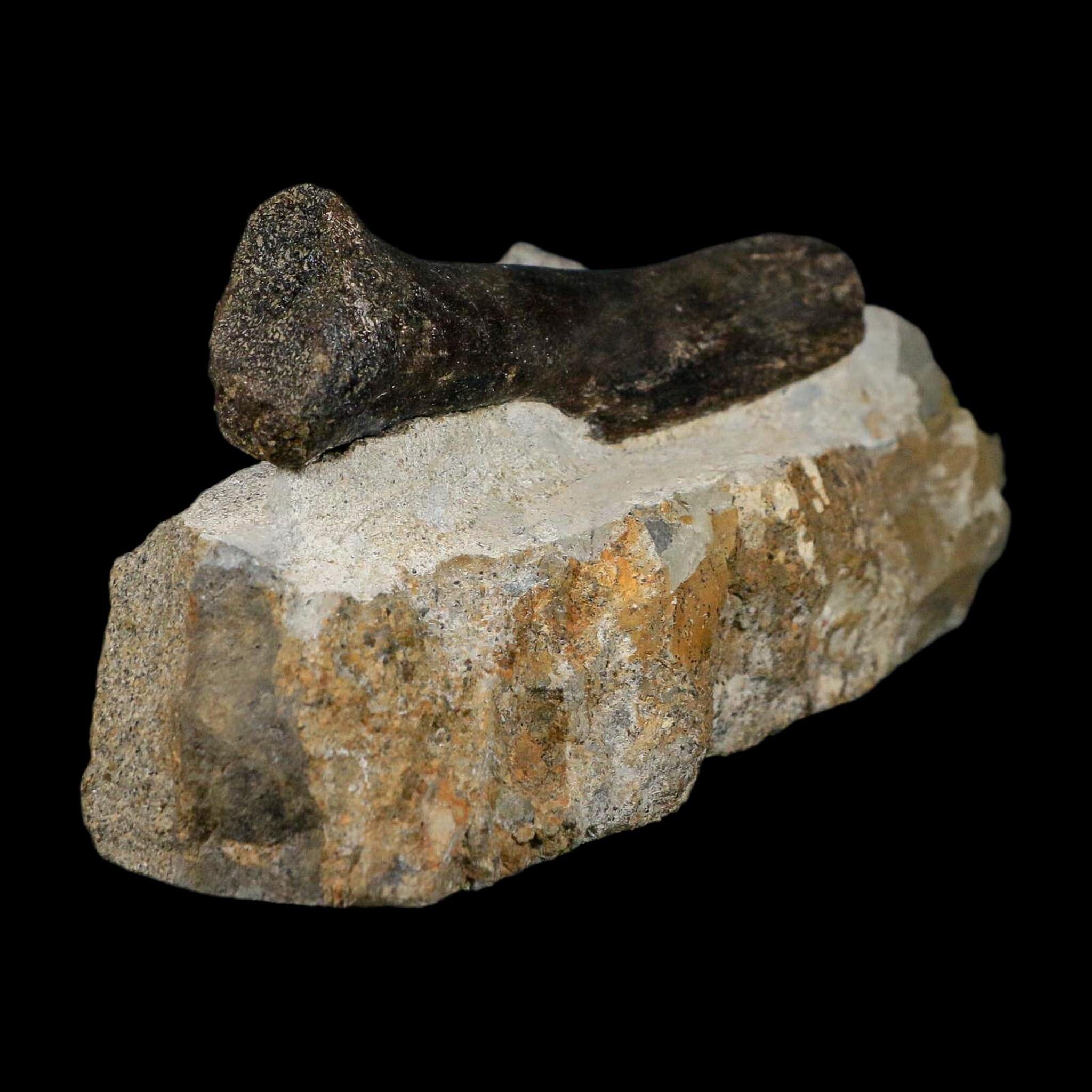 3.9" Hypacrosaurus Dinosaur Fossil Vertebrae Process Two Medicine FM Montana COA - Fossil Age Minerals