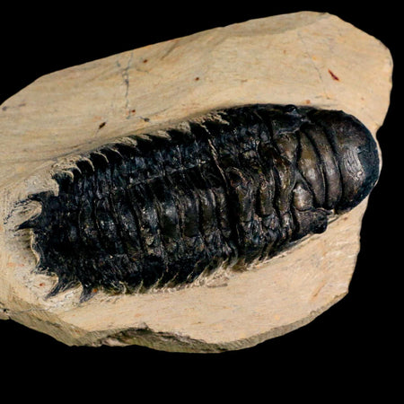 3.2" Crotalocephalus Gibbus Trilobite Fossil Morocco Devonian Age 400 Mil Yrs Old COA