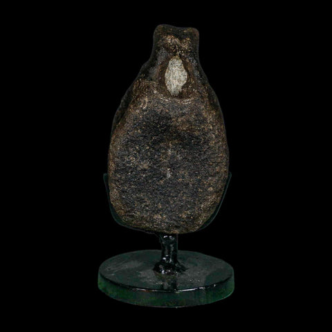 2.6" Hypacrosaurus Dinosaur Fossil Vertebrae Bone Two Medicine FM MT COA Stand