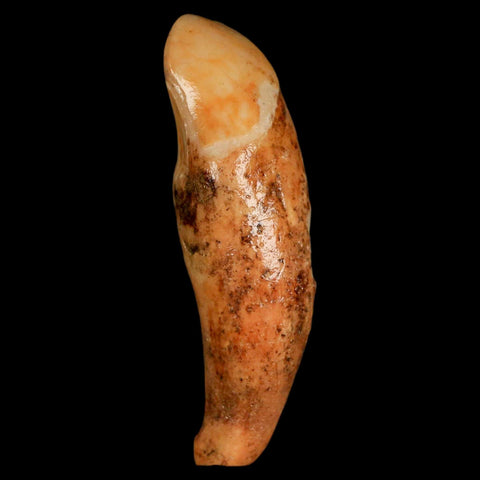 2.3" Extinct Cave Bear Ursus Spelaeus Incisor Tooth Rooted Pleistocene Age COA, Stand - Fossil Age Minerals