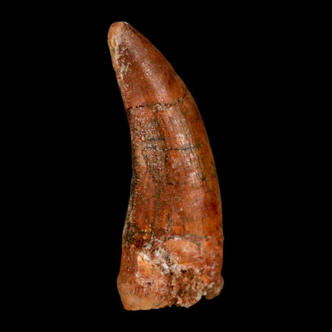 1.3" Carcharodontosaurus Fossil Tooth Cretaceous Dinosaur Morocco COA, Display - Fossil Age Minerals