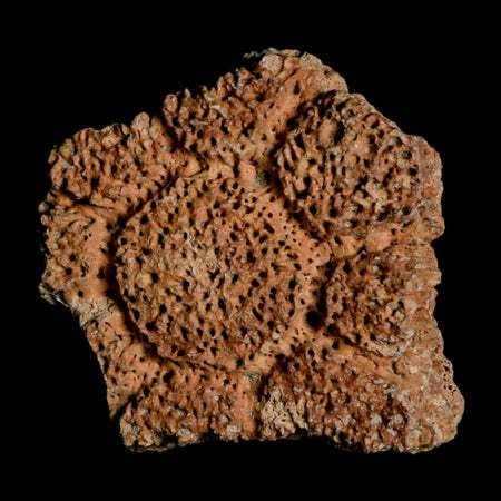 2.1" Glyptodon Fossil Osteoderm Scute Plate Bony Armor Pleistocene Uruguay COA