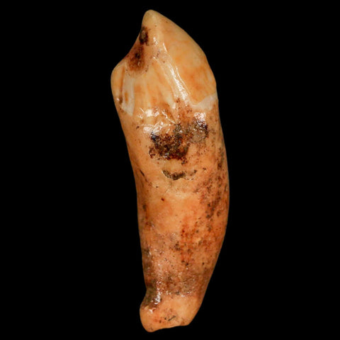 2.3" Extinct Cave Bear Ursus Spelaeus Incisor Tooth Rooted Pleistocene Age COA, Stand - Fossil Age Minerals