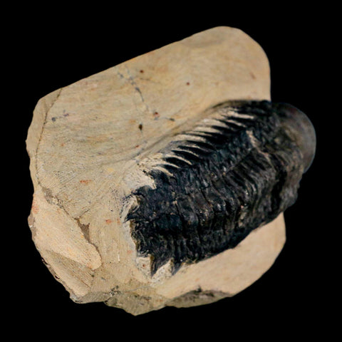 3.2" Crotalocephalus Gibbus Trilobite Fossil Morocco Devonian Age 400 Mil Yrs Old COA - Fossil Age Minerals