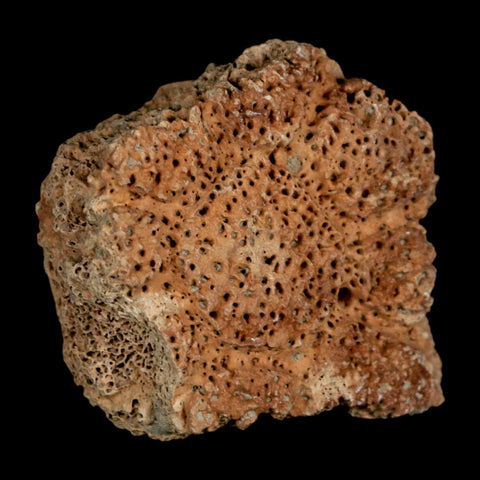 2.1" Glyptodon Fossil Osteoderm Scute Plate Bony Armor Pleistocene Uruguay COA