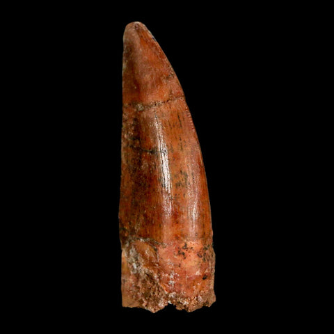 1.3" Carcharodontosaurus Fossil Tooth Cretaceous Dinosaur Morocco COA, Display - Fossil Age Minerals
