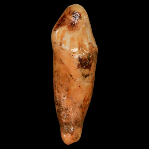 2.3" Extinct Cave Bear Ursus Spelaeus Incisor Tooth Rooted Pleistocene Age COA, Stand - Fossil Age Minerals