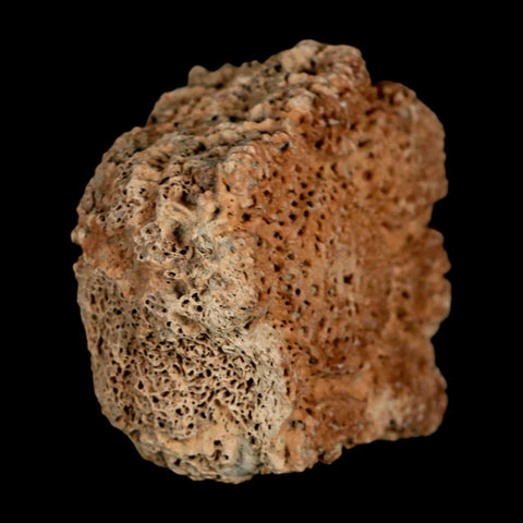 2.1" Glyptodon Fossil Osteoderm Scute Plate Bony Armor Pleistocene Uruguay COA