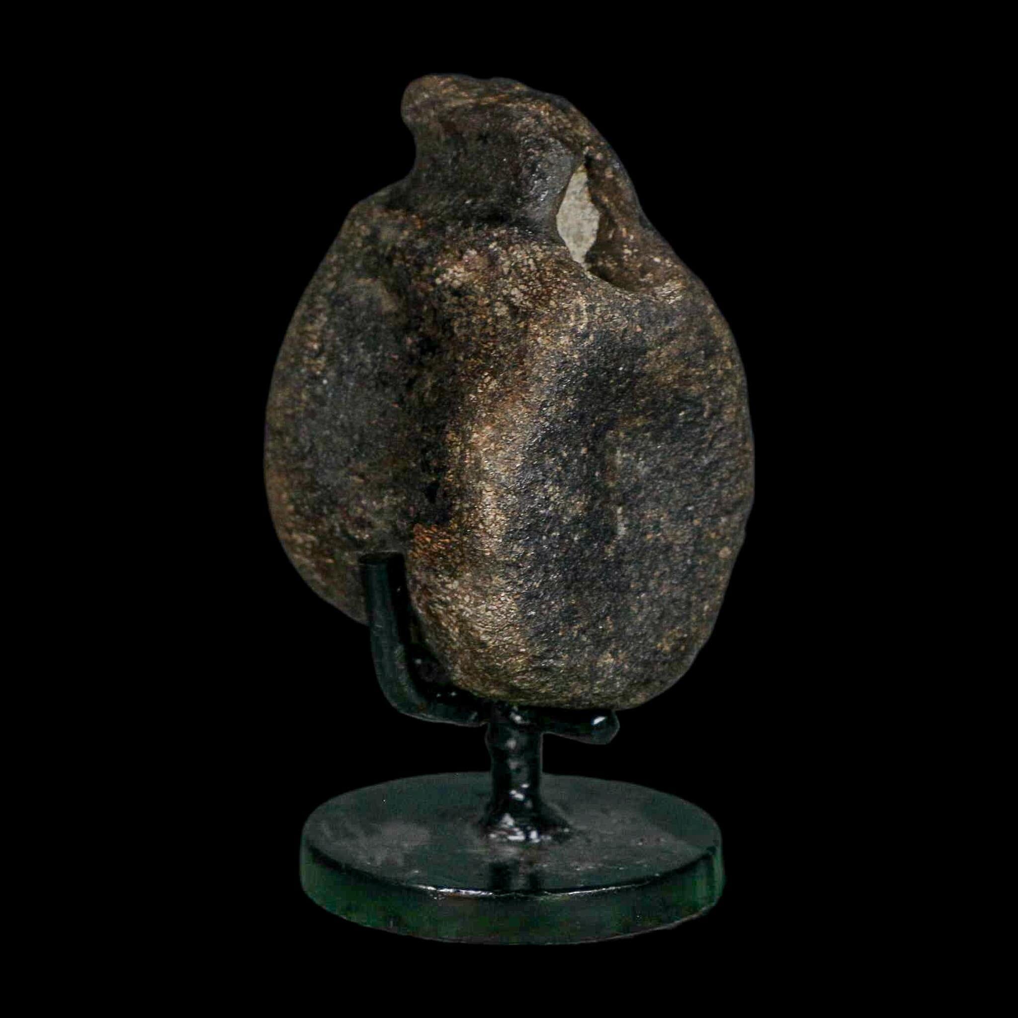 2.6" Hypacrosaurus Dinosaur Fossil Vertebrae Bone Two Medicine FM MT COA Stand - Fossil Age Minerals