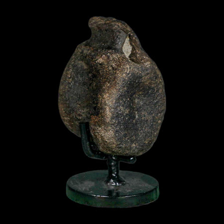 2.6" Hypacrosaurus Dinosaur Fossil Vertebrae Bone Two Medicine FM MT COA Stand