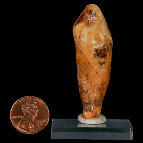 2.3" Extinct Cave Bear Ursus Spelaeus Incisor Tooth Rooted Pleistocene Age COA, Stand - Fossil Age Minerals