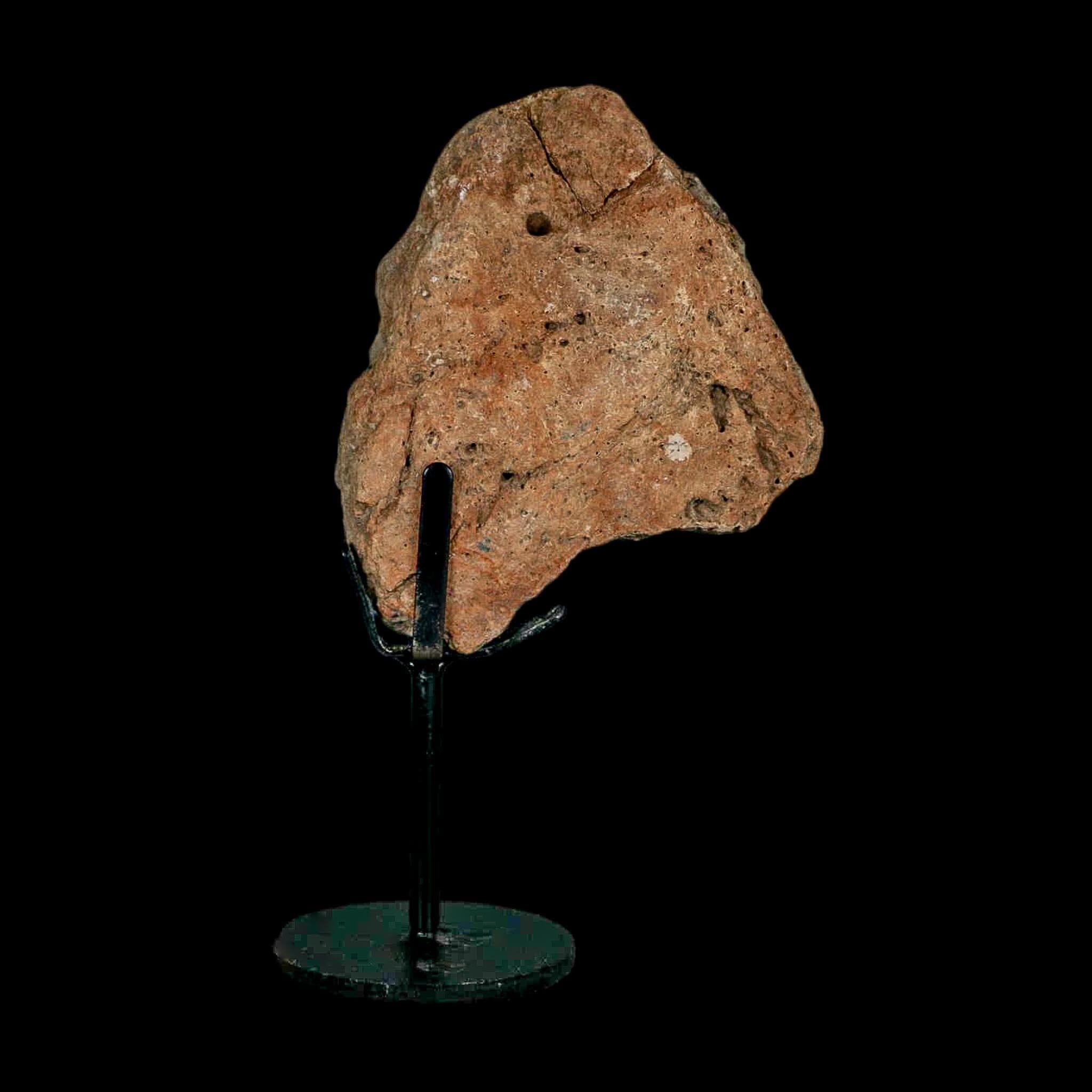 3.7" Columbian Mammoth Mammuthus Columbi Fossil Skull Section Pleistocene Age TX - Fossil Age Minerals