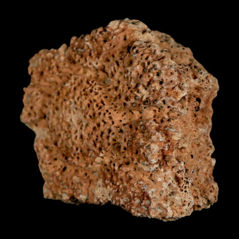 2.1" Glyptodon Fossil Osteoderm Scute Plate Bony Armor Pleistocene Uruguay COA